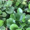 Pepperomia green 1G  (Peperomia pellucida)