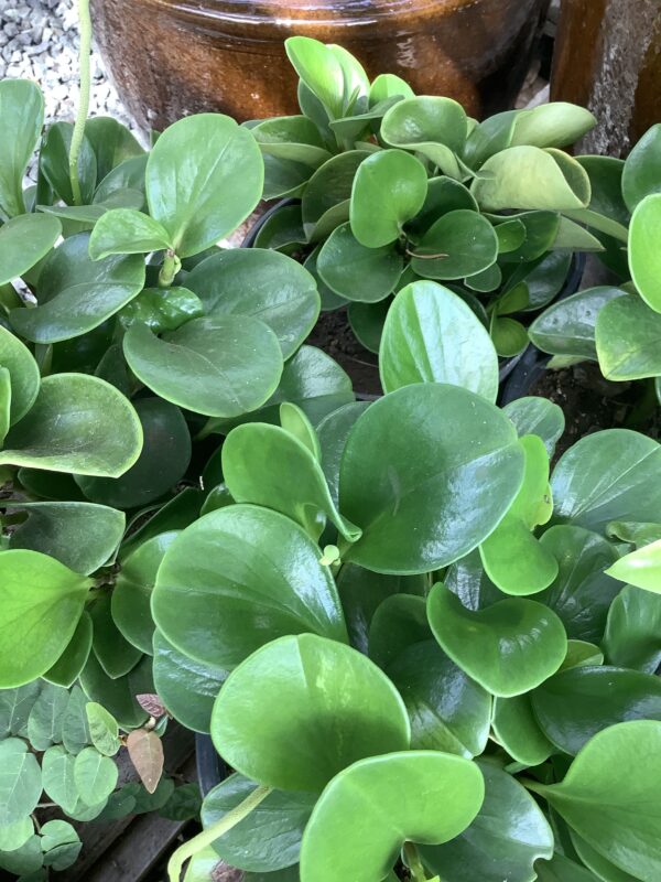 Pepperomia green 1G  (Peperomia pellucida)