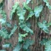 Philodendron klimplant groot blad 3G