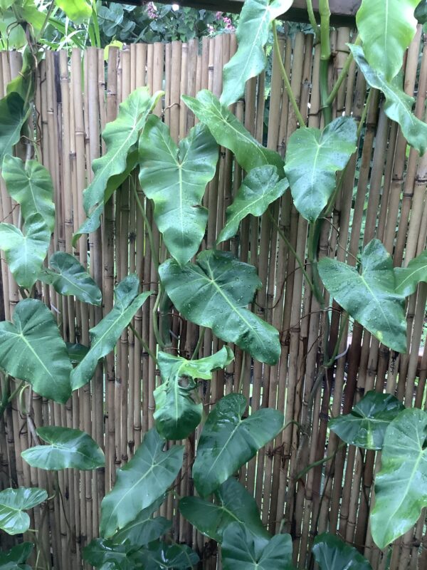 Philodendron klimplant groot blad 3G
