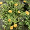 Portulaca  bloeiend 1G