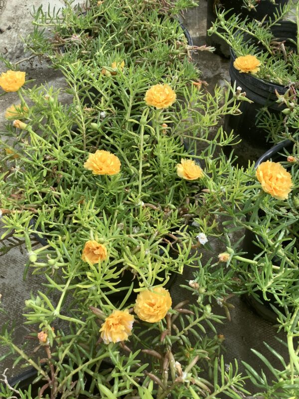 Portulaca  bloeiend 1G