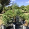 Phoenix Roebelini Single 15G (phoenix roebelenii)