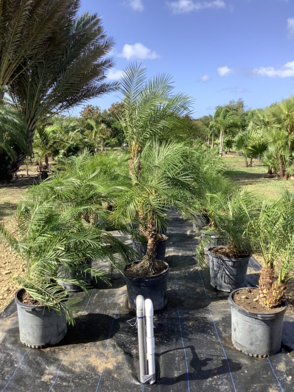 Phoenix Roebelini Single 15G (phoenix roebelenii)