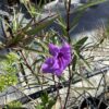 Ruellia 1G (Ruellia Angustifolia)