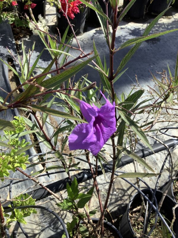 Ruellia 1G (Ruellia Angustifolia)