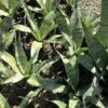 Sansieveria 1G divers