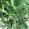 Schefflera 7G (Schefflera Arboricola)