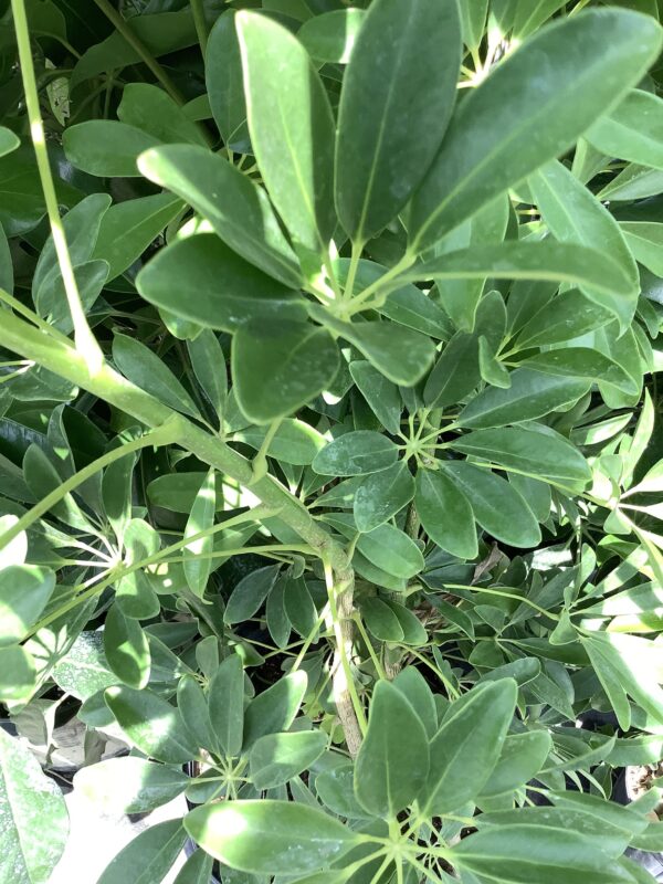 Schefflera 7G (Schefflera Arboricola)