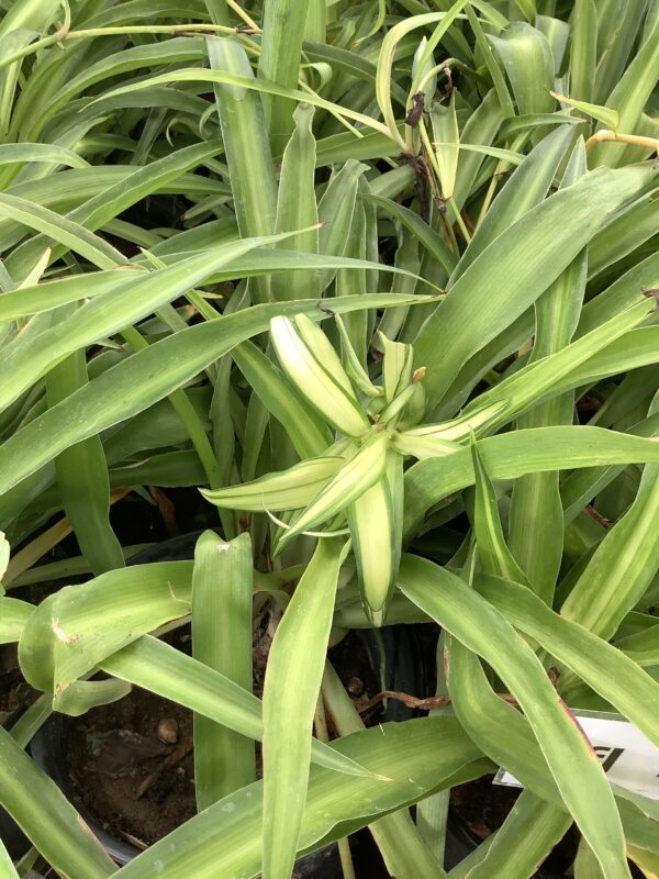 Spider Plant 1G(Chlorophytum)