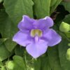 Thunbergia 3G (Thurbergia Grandiflora)