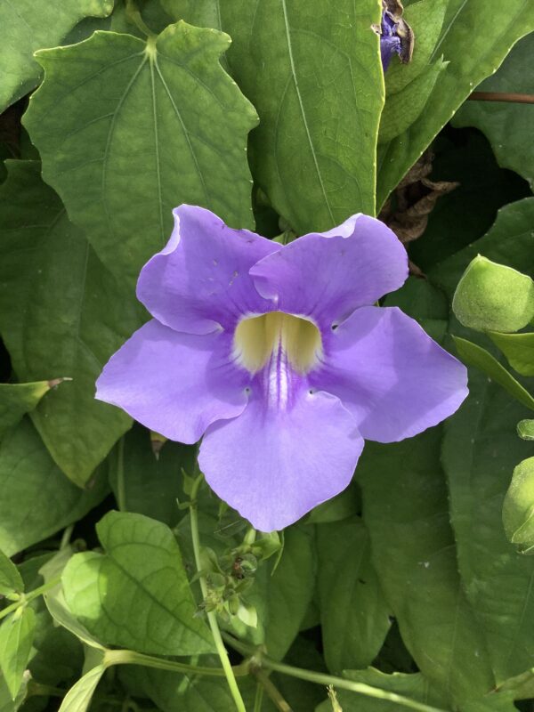 Thunbergia 3G (Thurbergia Grandiflora)