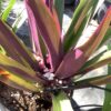 Tradescantia grof 3G