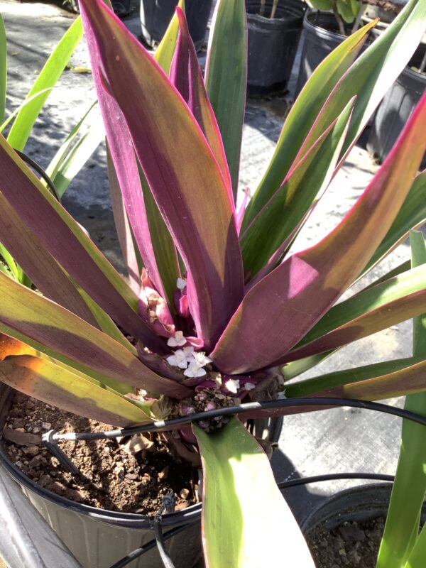 Tradescantia grof 3G