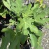 Vijg - Fig (Ficus Carica)