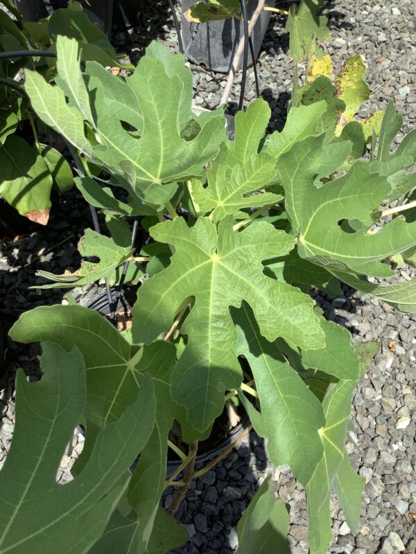 Vijg - Fig (Ficus Carica)