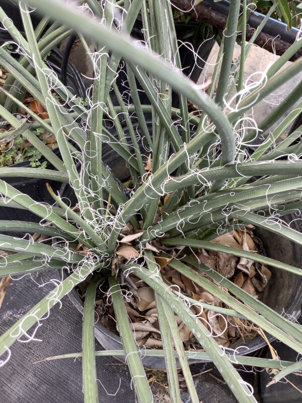 Yucca Red 3G (Hesperaloe parviflora) Aloe