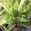 Zamia Coontie 3G (Zamia integrifolia)