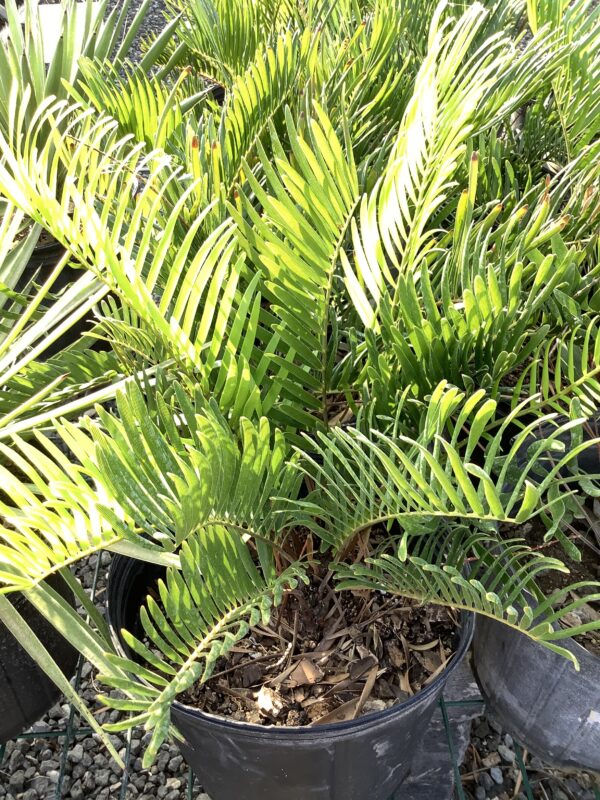 Zamia Coontie 3G (Zamia integrifolia)