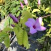 Cryptosegia grandilfora - wurgplant / rubber vine 3G