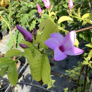 Cryptosegia grandilfora - wurgplant / rubber vine 3G