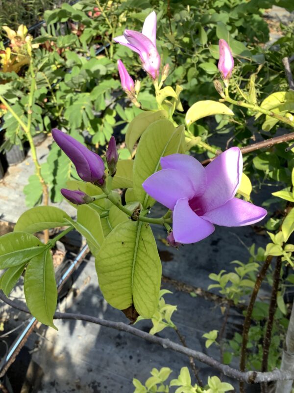 Cryptosegia grandilfora - wurgplant / rubber vine 3G