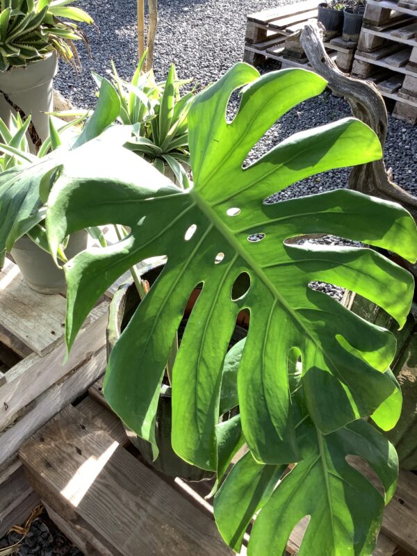Philodendron Monstera 3G (Monstera deliciosa)