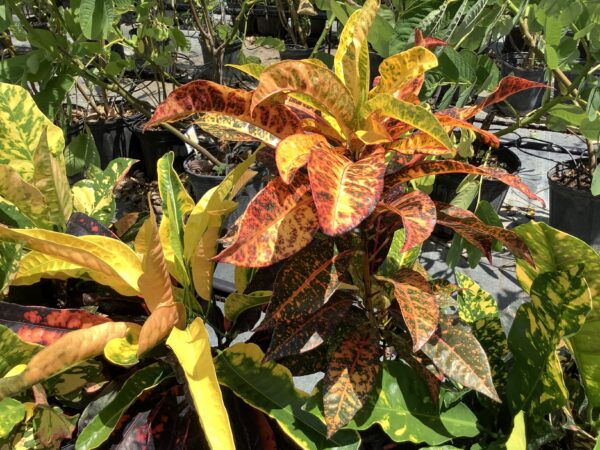 Croton Div. 3G (codiaeum variegatum )