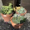 Plantenarrangement