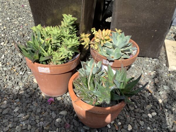 Plantenarrangement