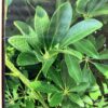 Schefflera 3G (Schefflera Arboricola)