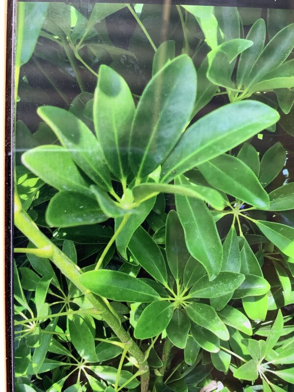 Schefflera 3G (Schefflera Arboricola)