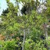 Hibiscus op stam 7G (Hibiscus rosa-sinensis)