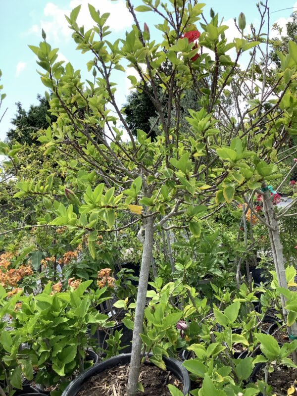 Hibiscus op stam 7G (Hibiscus rosa-sinensis)