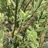 Euphoriba Tithymaloides Devil's Backbone 1G Pedilanthus tithymaloides)