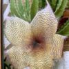 Stapelia Gigantea - Aasbloem 1G