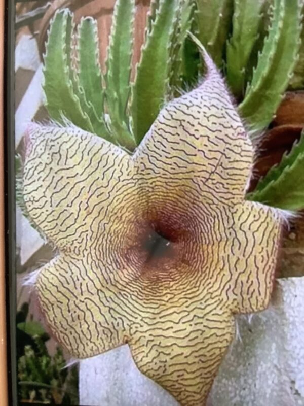 Stapelia Gigantea - Aasbloem 1G