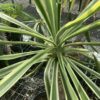 Yucca Color Guard 7G(Yucca filamentosa color guard)