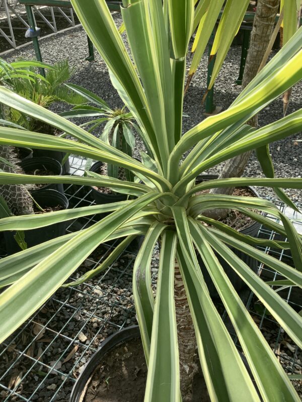 Yucca Color Guard 7G(Yucca filamentosa color guard)