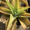 Kalanchoe Gastonis -Bonnieri 1G (Kalanchoe)