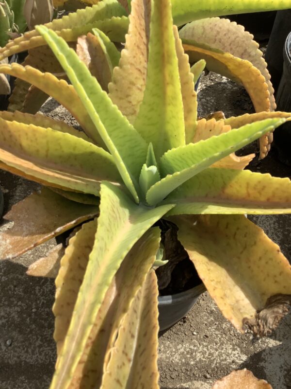 Kalanchoe Gastonis -Bonnieri 1G (Kalanchoe)