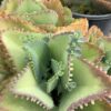 Kalanchoe Daigremontiana 1G (Kalanchoe)