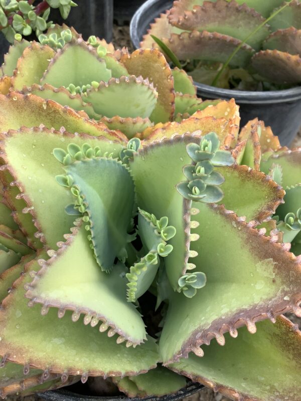 Kalanchoe Daigremontiana 1G (Kalanchoe)