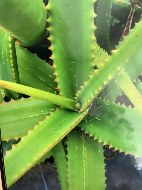 Aloe 3G (Arborescens)