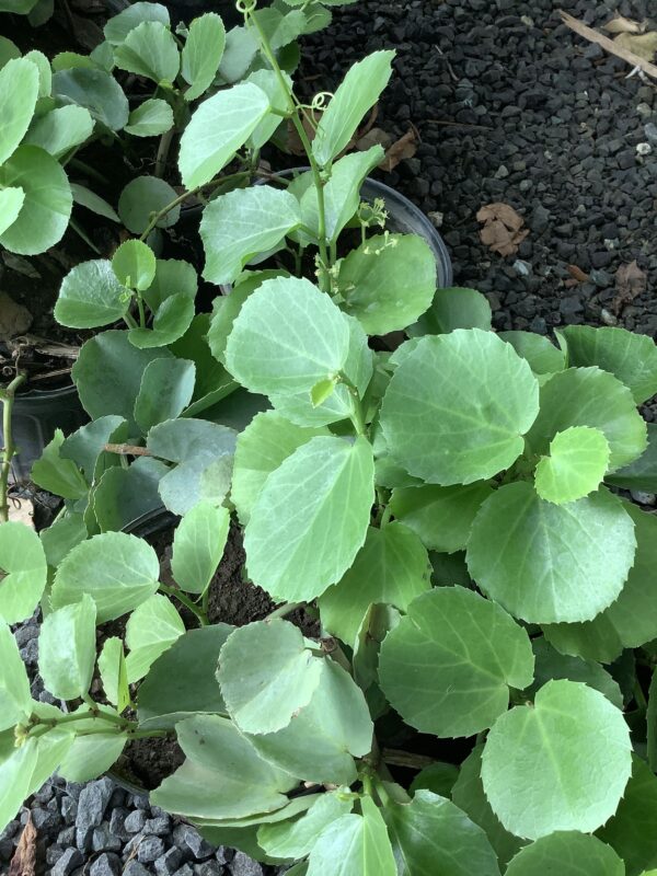 Cissus Rotundifolia 1G