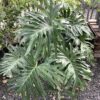 Philodendron Selloum 7G (Philodendron bipinnatifidum)