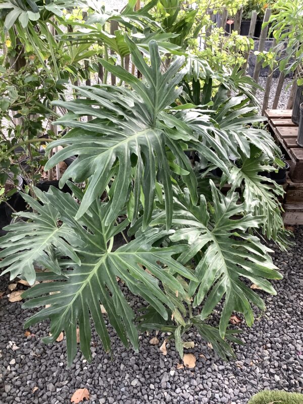 Philodendron Selloum 7G (Philodendron bipinnatifidum)