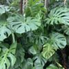 Philodendron Monstera 7G (Monstera deliciosa)