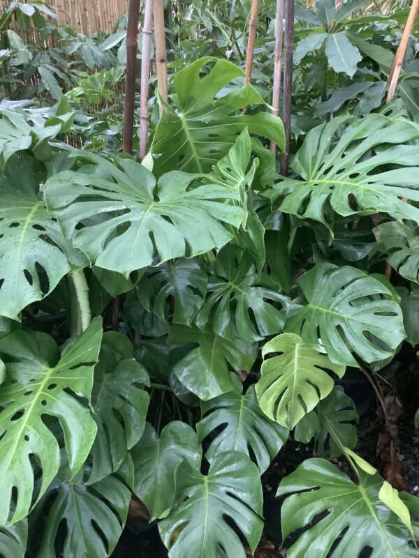 Philodendron Monstera 7G (Monstera deliciosa)