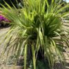 Pandanus  25G